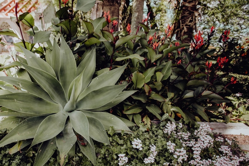 wild garden