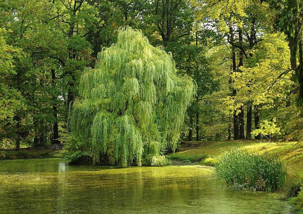 willow tree in the pond