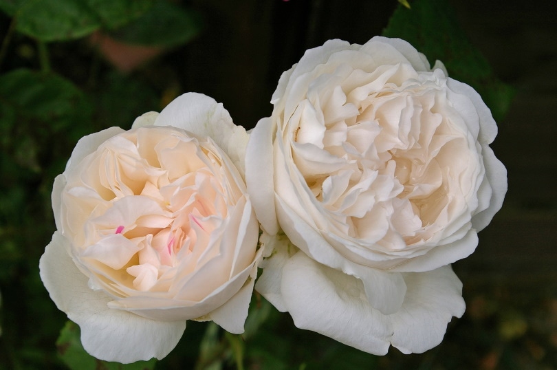winchester cathedral rose