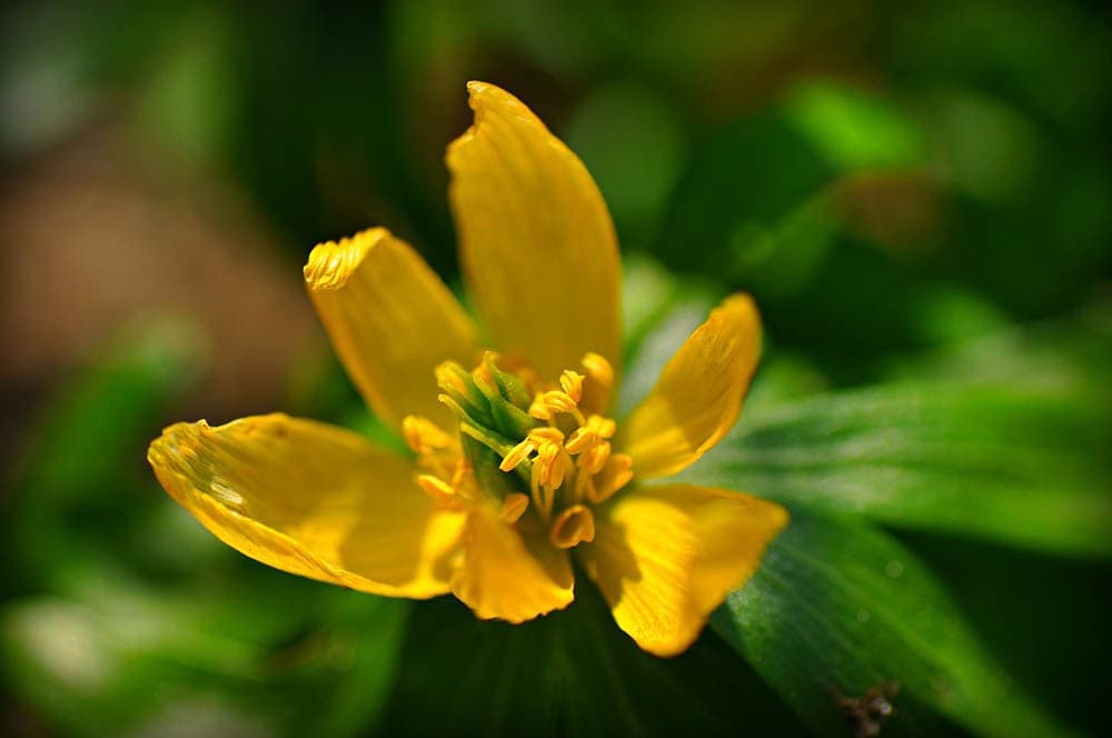 winter aconite close up