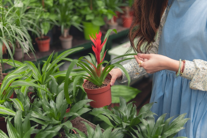 woman holding flower pot