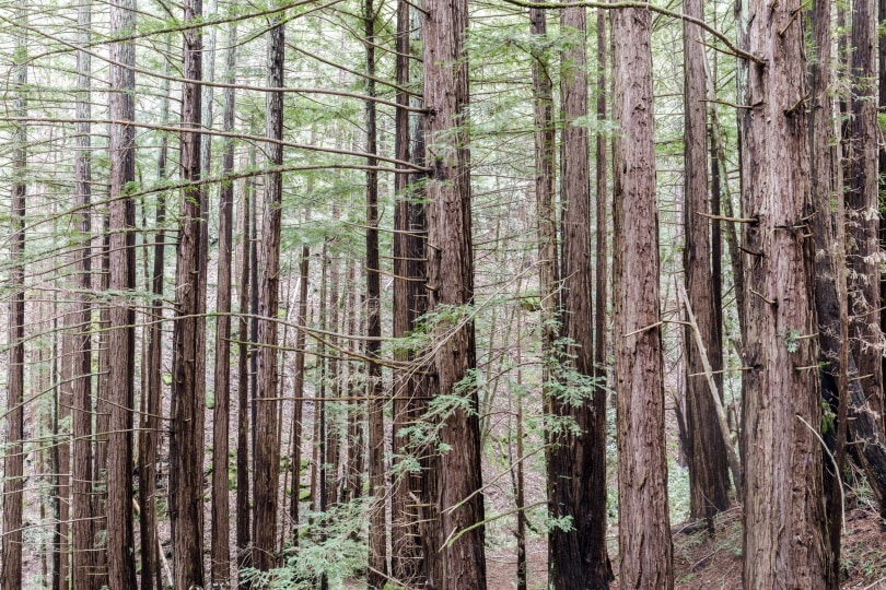 woodside cost redwood