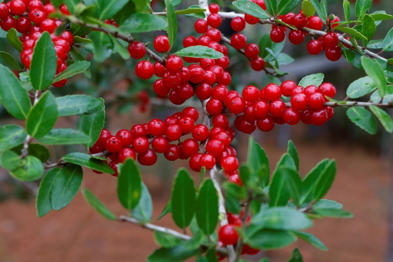 yaupon holly tree