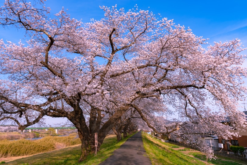 yoshino cherry tree