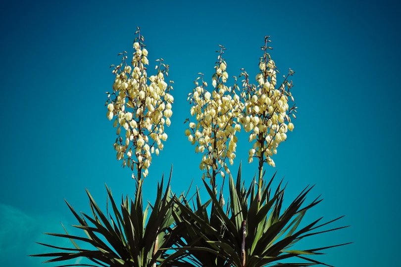 yucca flower
