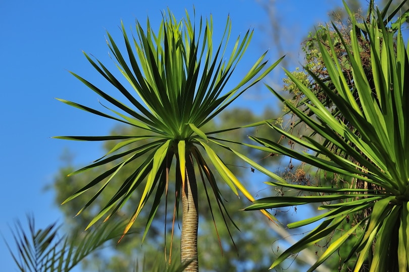 yucca palm plant