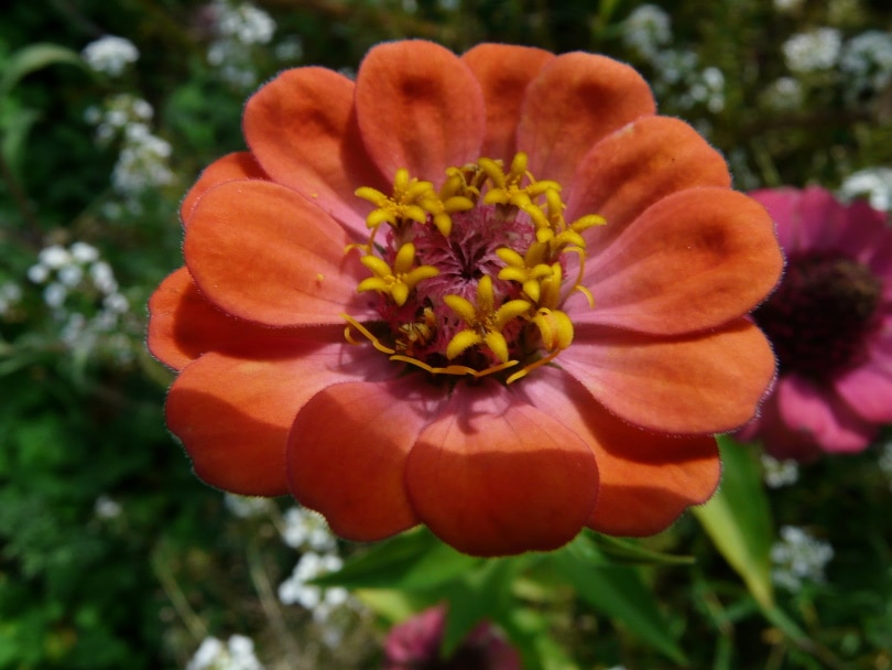zinnia flowers