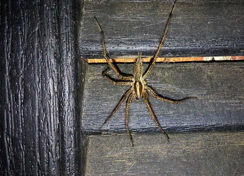 American-Grass-Spider