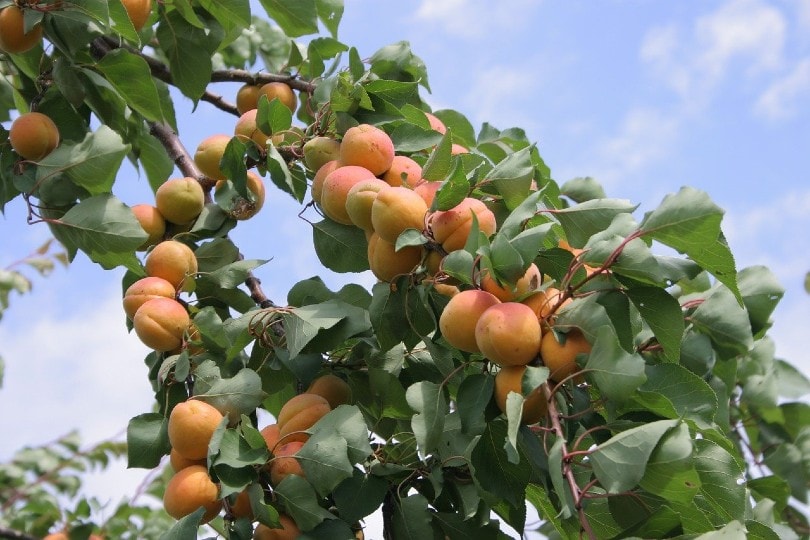 Apricot Plum Tree