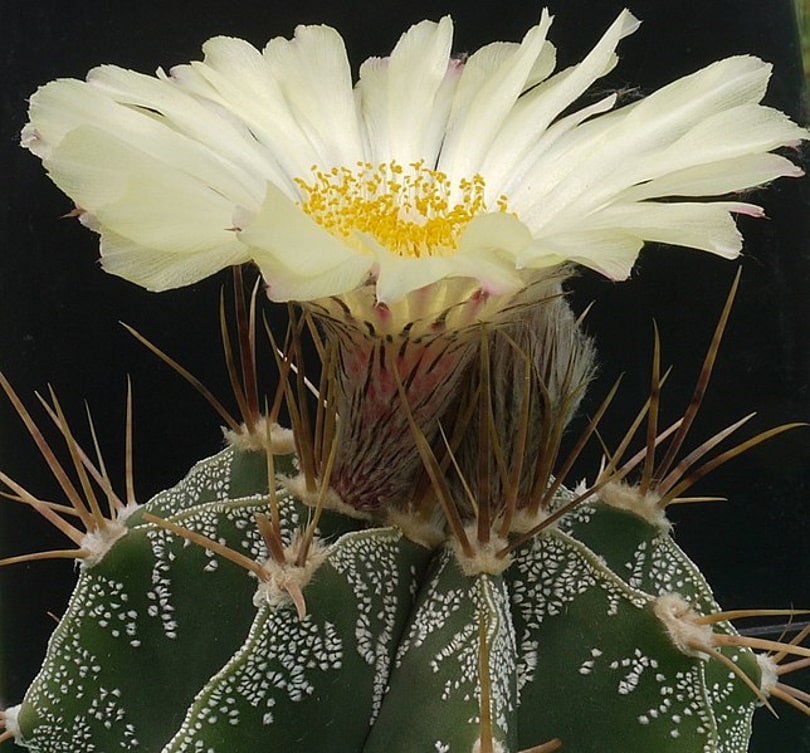 Astrophytum ornatum
