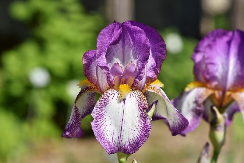 Bearded Iris