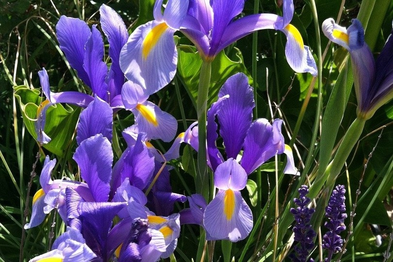Beardless Iris