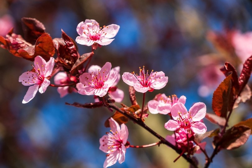 Cherry Plum Tree