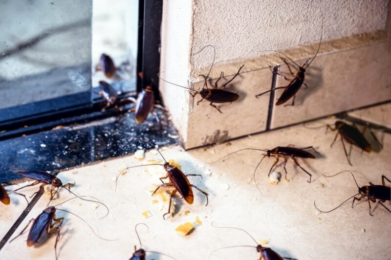 Cockroaches at home