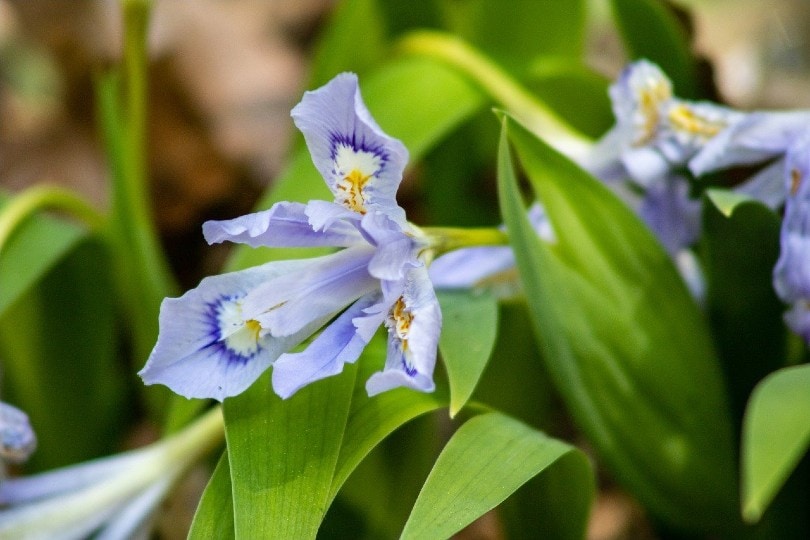 Crested Iris