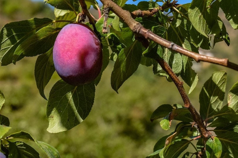 Damson Plum Tree