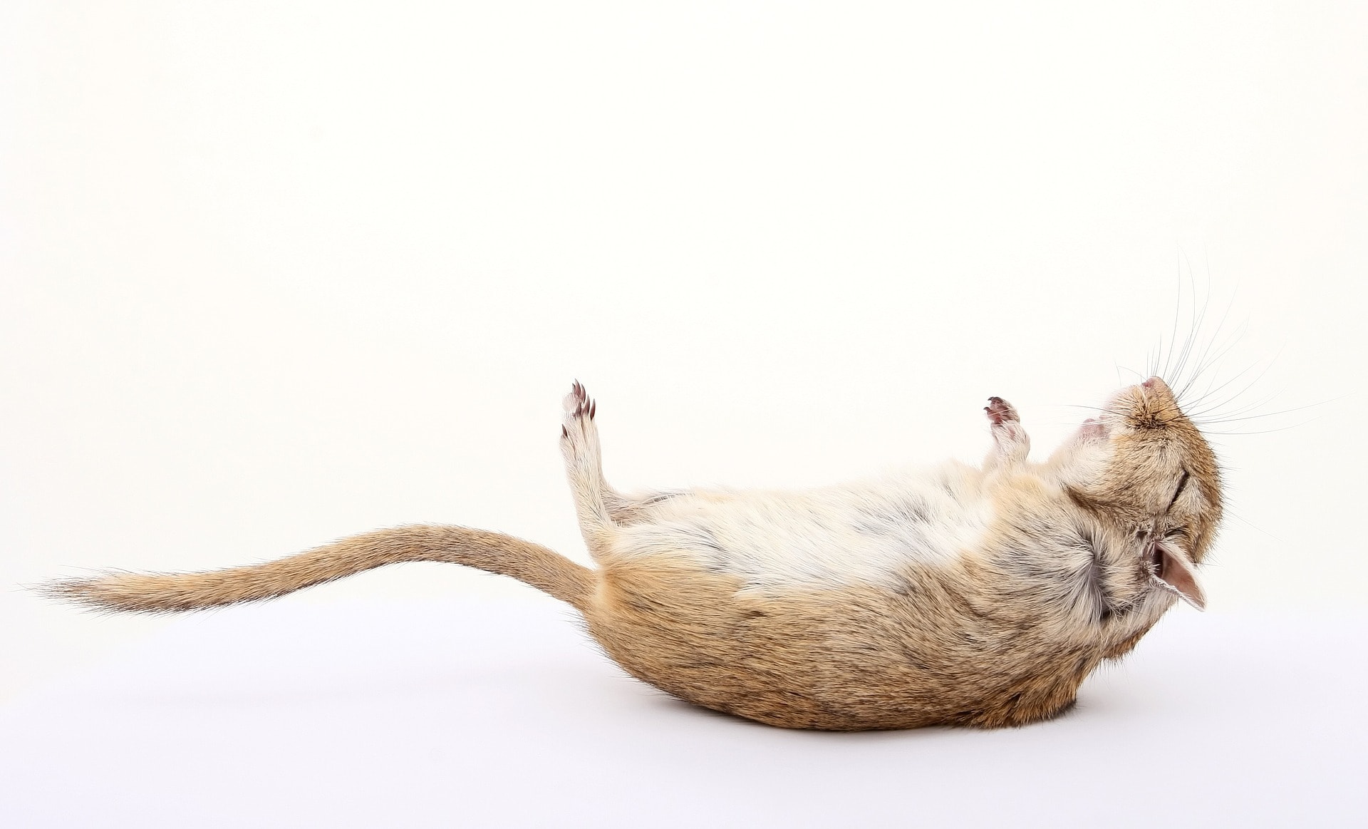 Dead Mouse