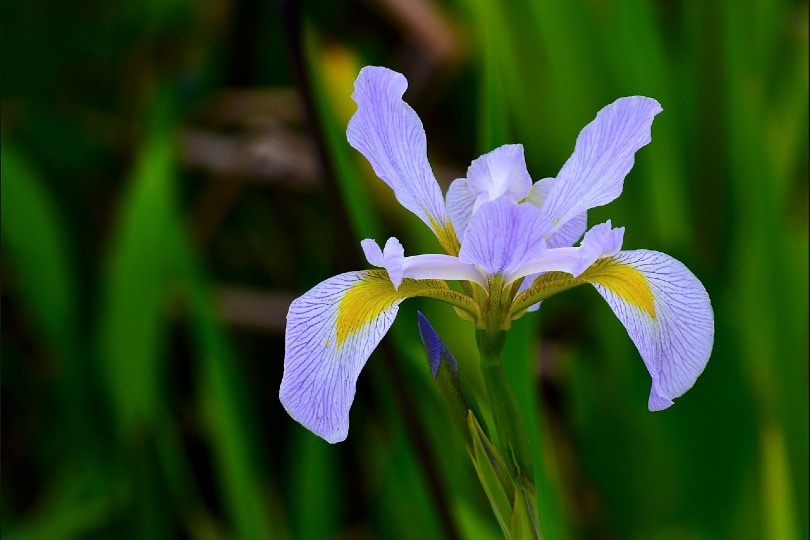 Dutch Iris