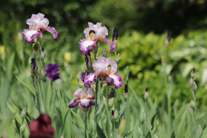 Dwarf Bearded Iris