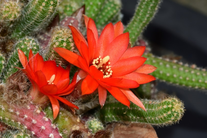 Echinopsis chamaecereus