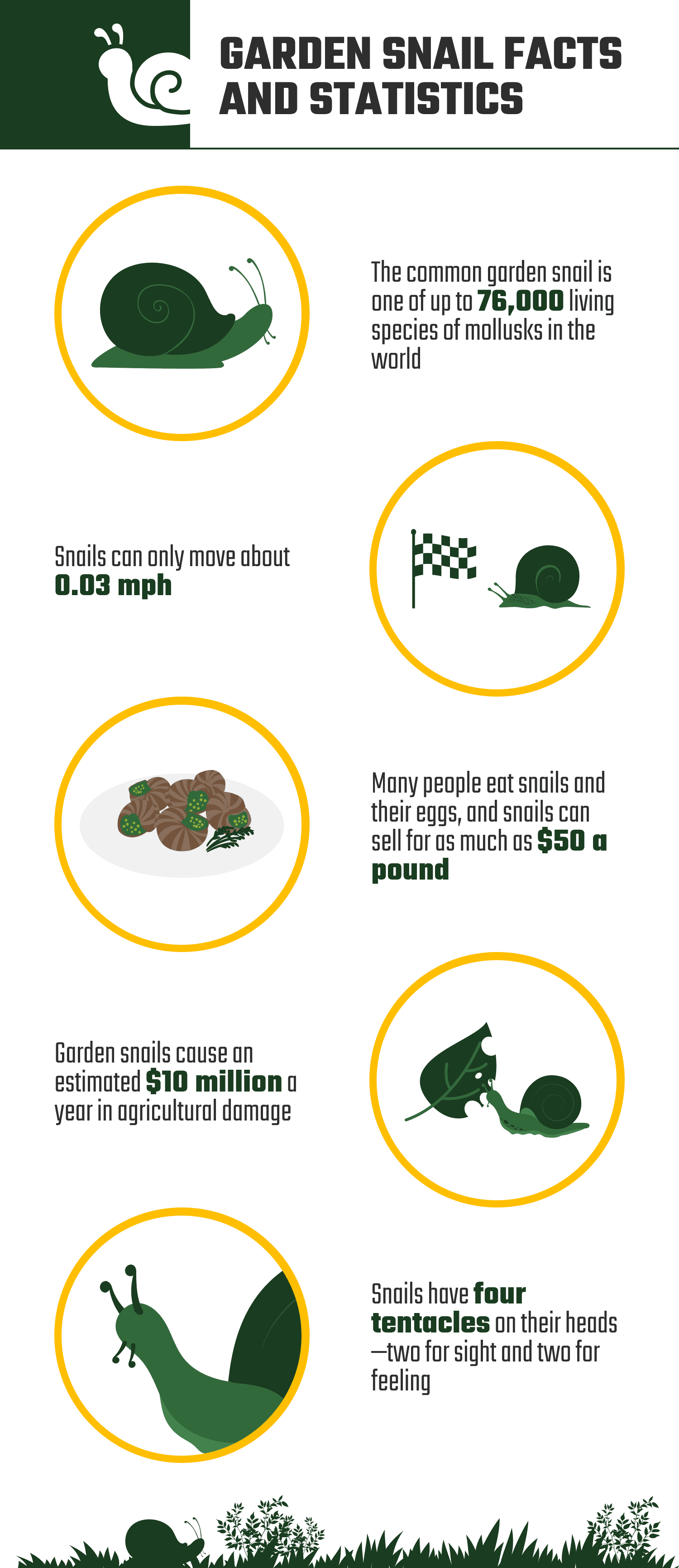 GARDEN_SNAIL_FACTS_AND_STATISTICS