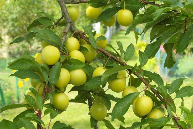 Green Egg Sour Plum Tree