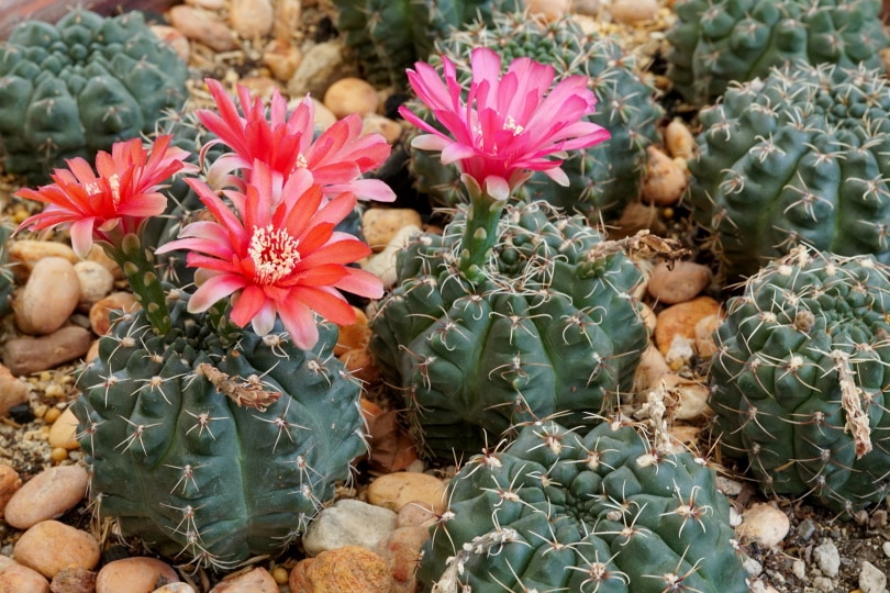 Gymnocalycium Baldianum