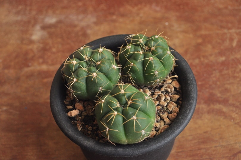 Gymnocalycium horstii