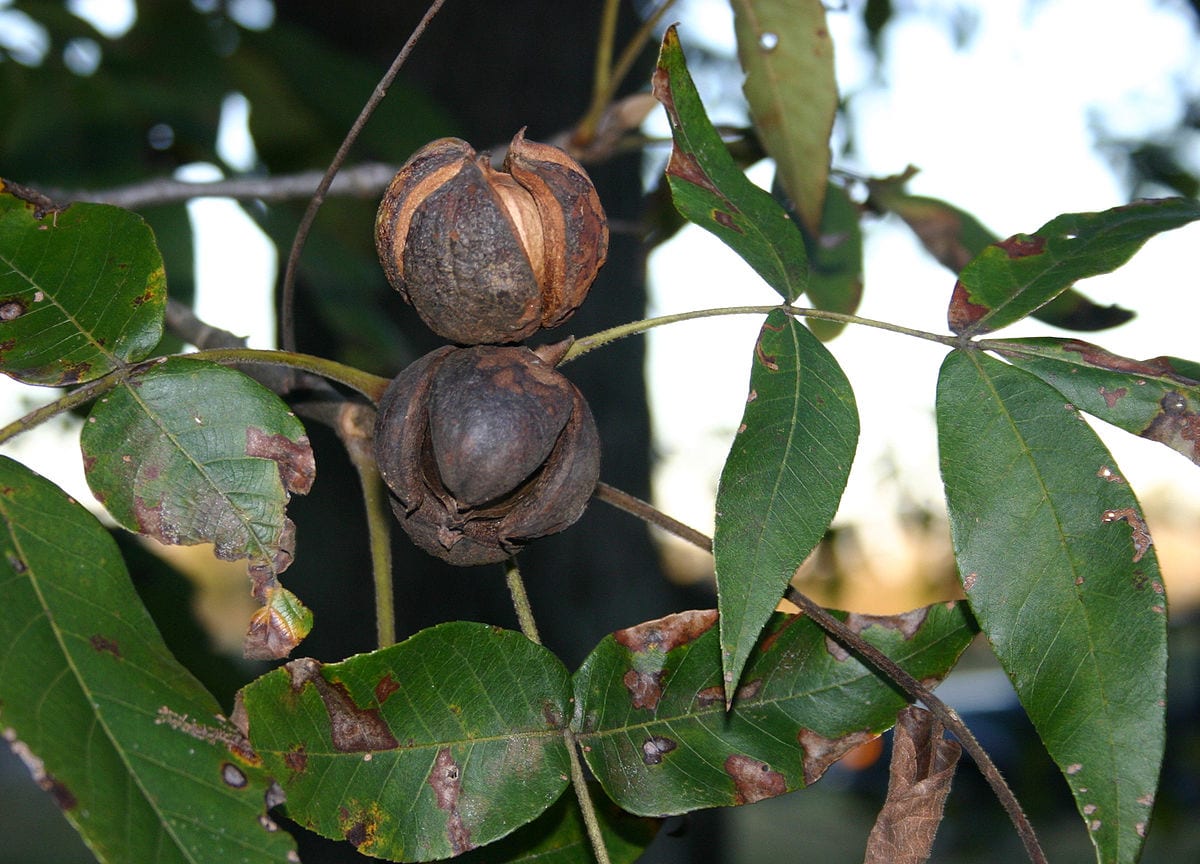 Hickory nuts 6060
