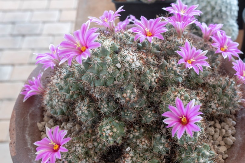 Mammillaria Zeilmanniana