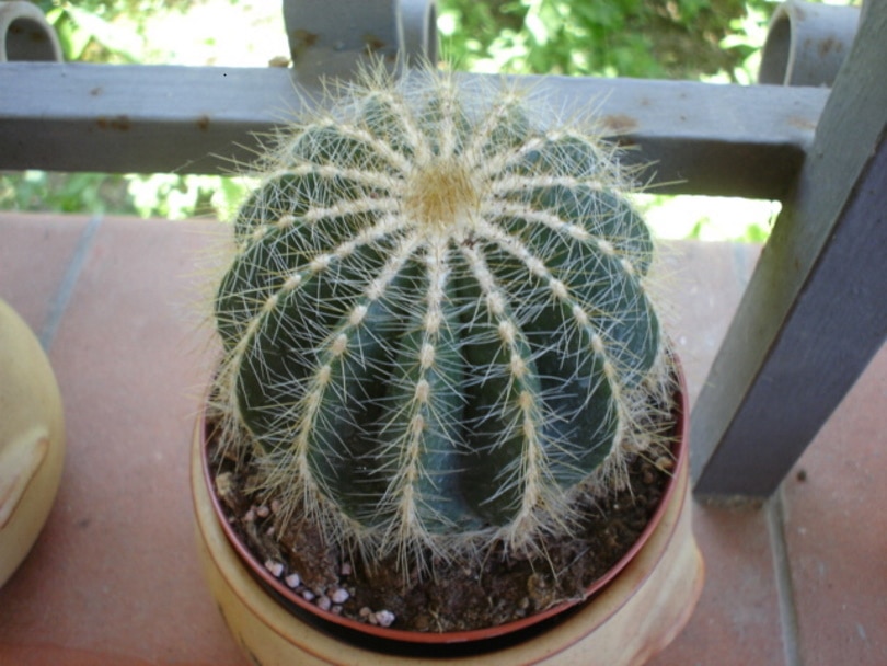 Notocactus magnificus