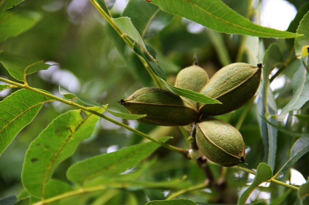 Pecan tree