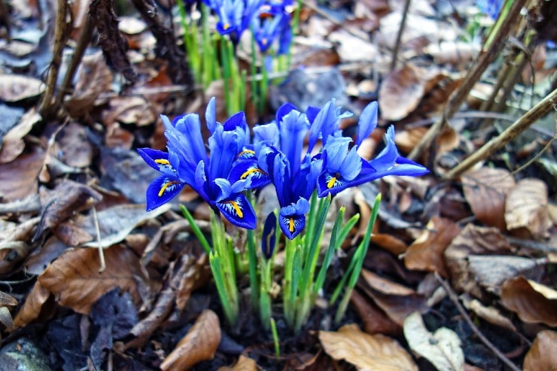 Reticulata Iris