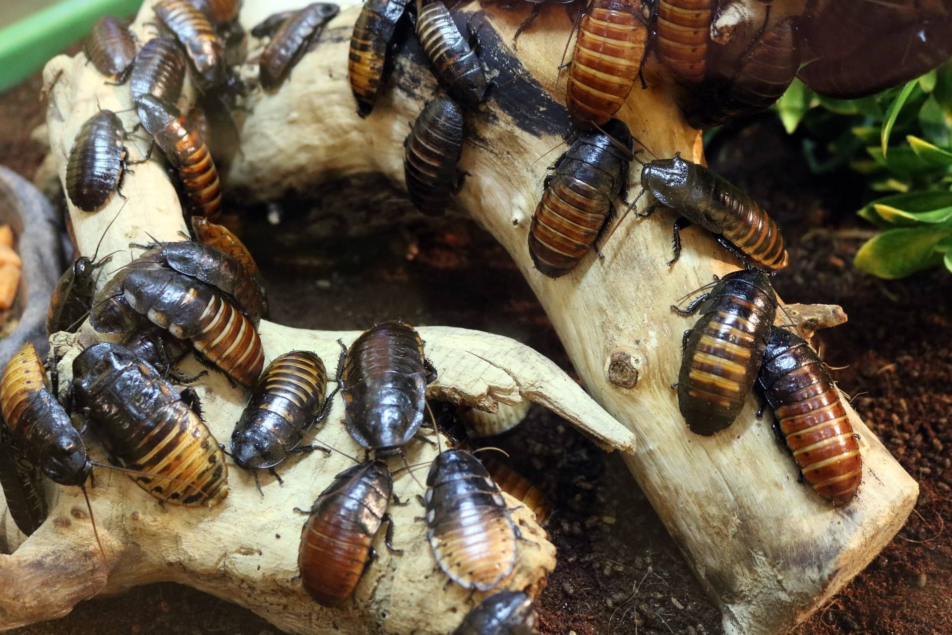 Roaches