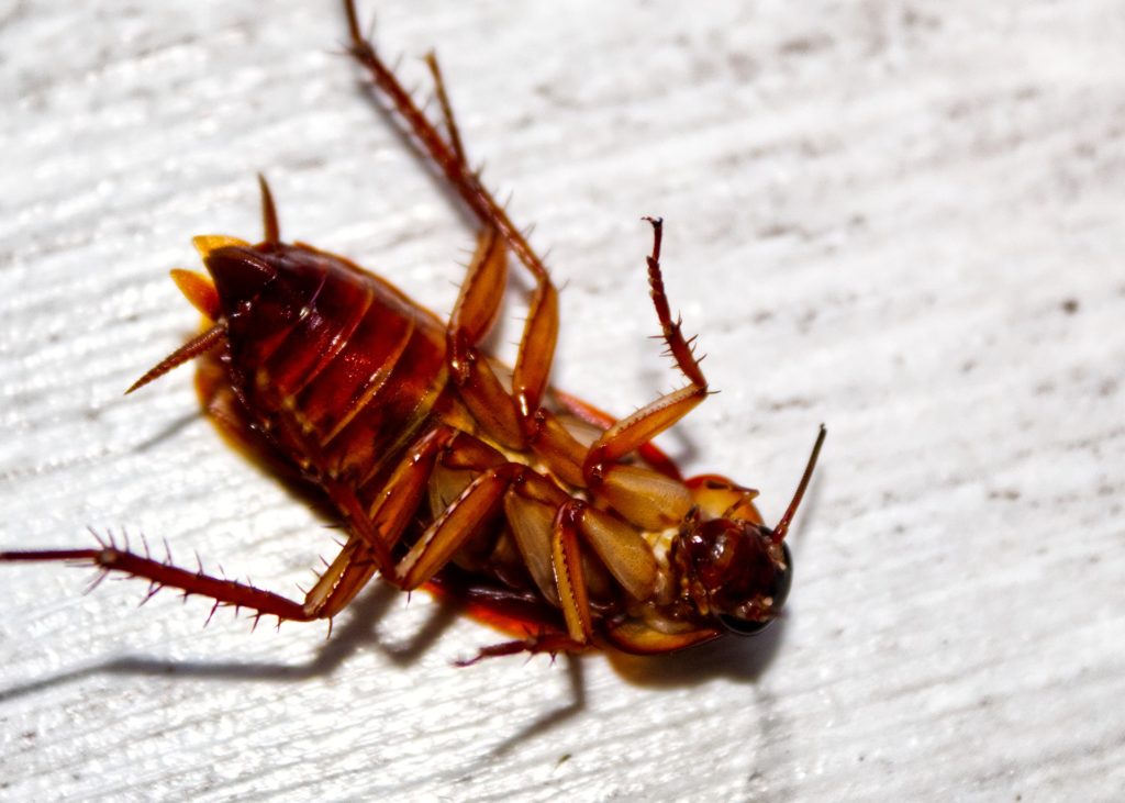 Roaches