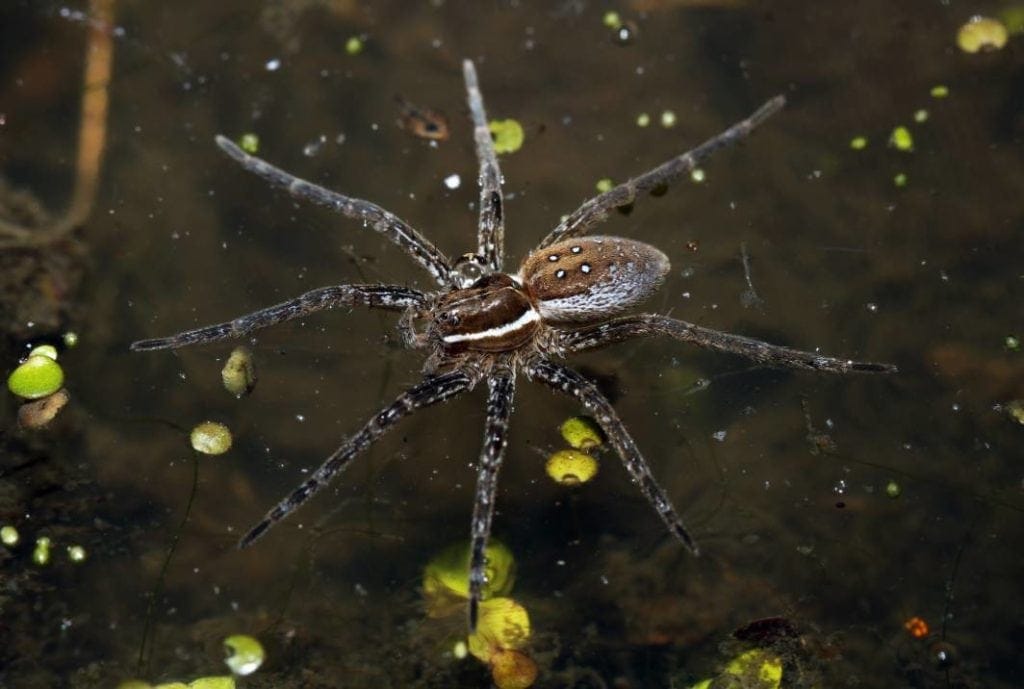 Six-Spotted-Fishing-Dock-Spider-frontal-view_Michael-Benard_Shutterstock-1024x689