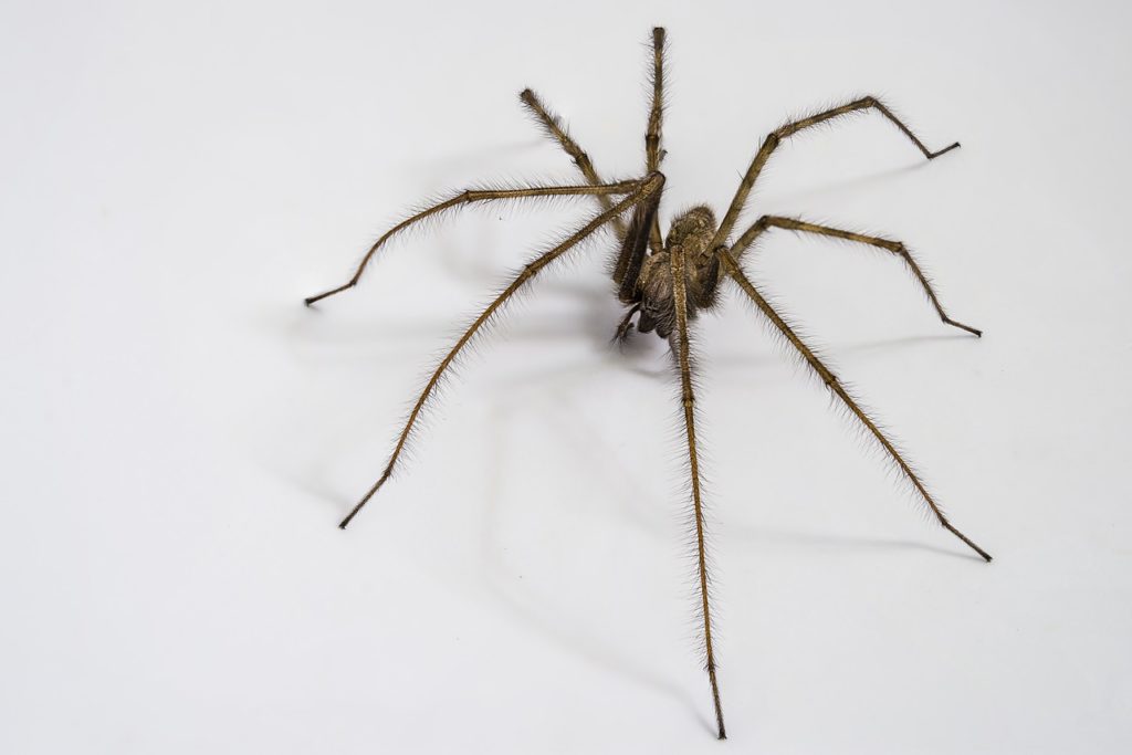 Spider on the floor