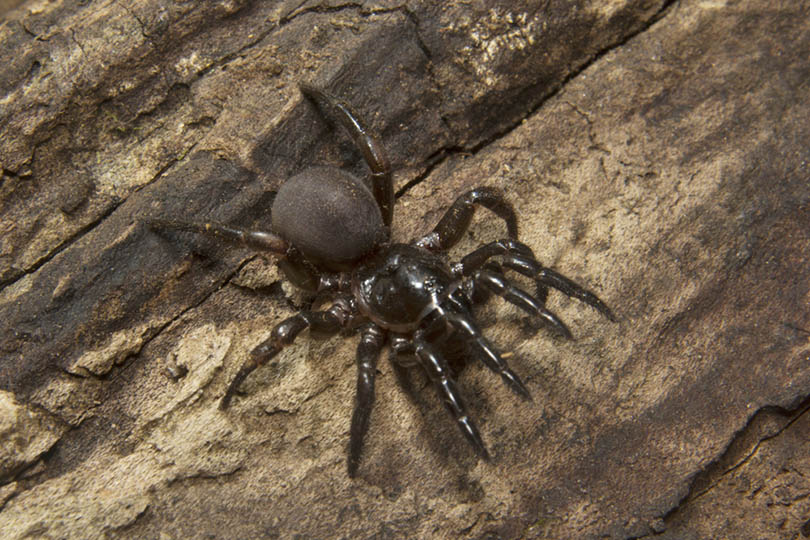 Trap-Door-Spider_RealityImages_Shutterstock