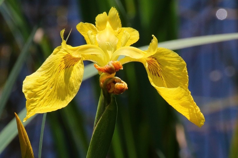 Yellow Flag Iris