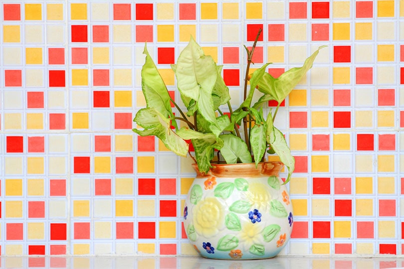 a pot with plant on colored mosaic backsplash