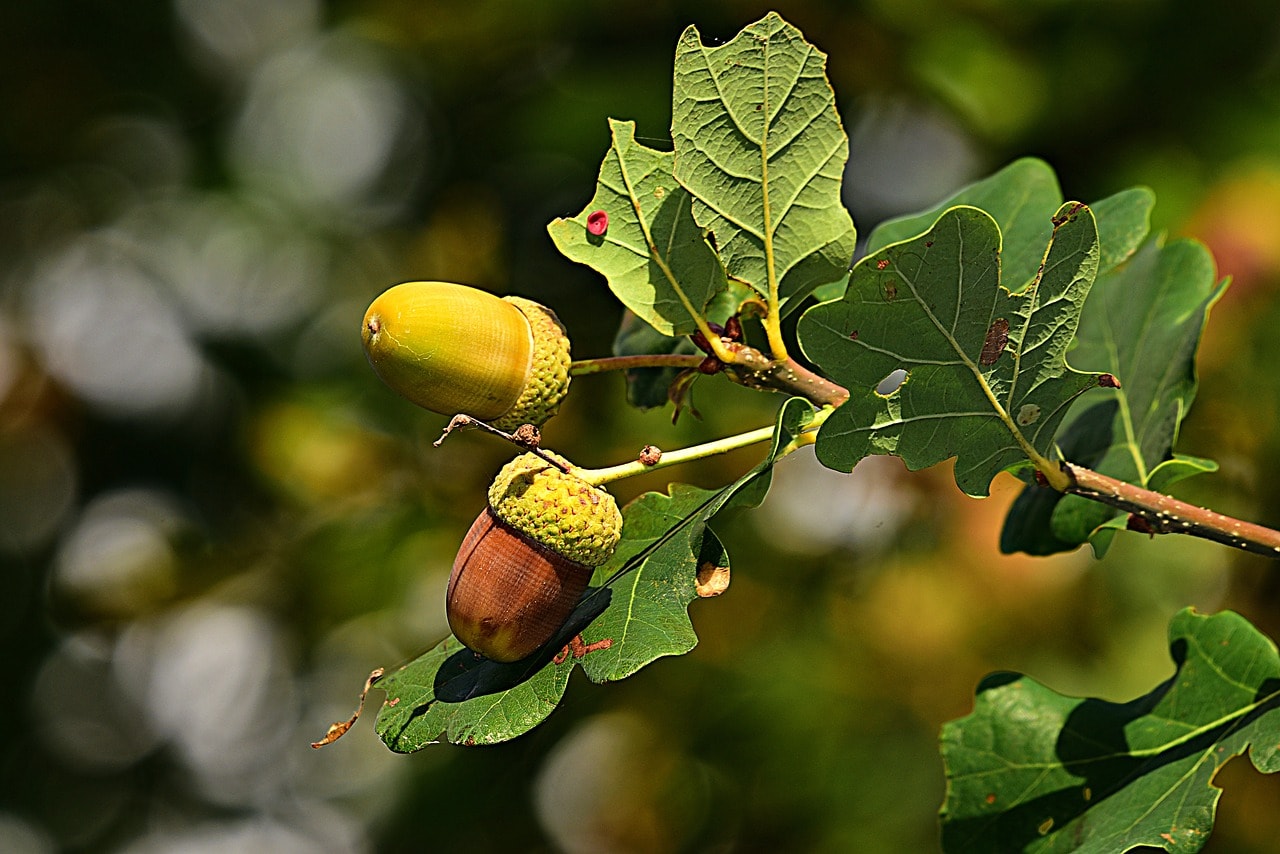 acorn
