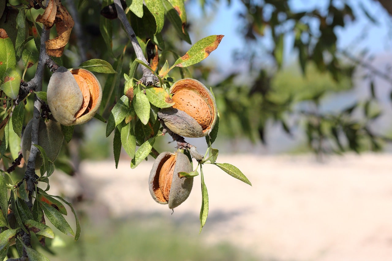 almond tree