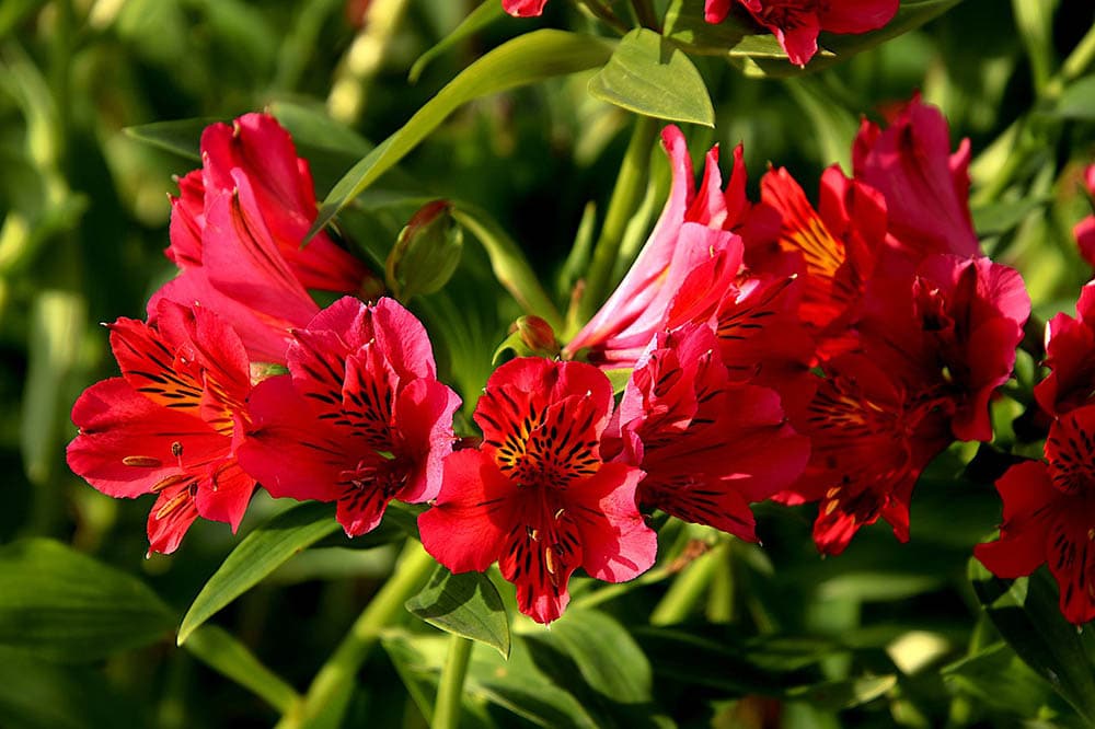 alstroemeria