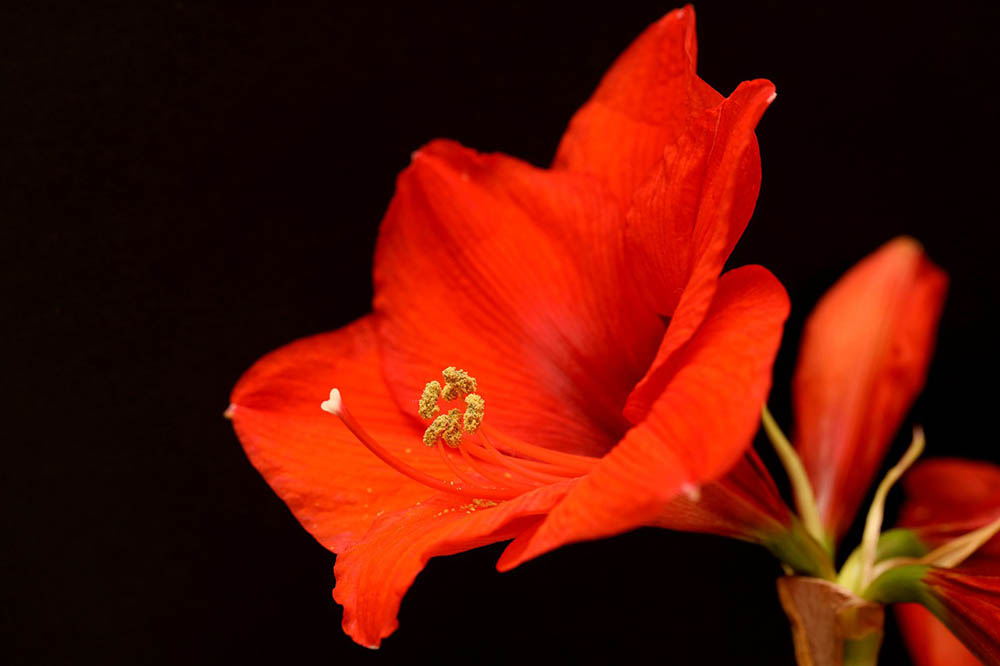 amaryllis close up