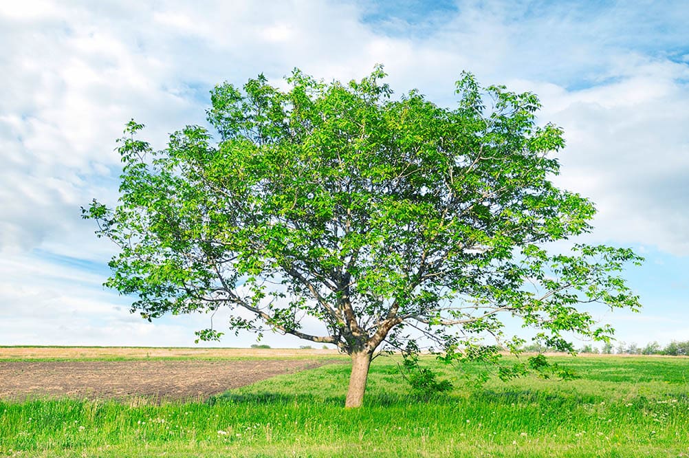 apollo walnut tree
