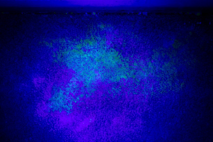 black light illuminating spot of cat pee