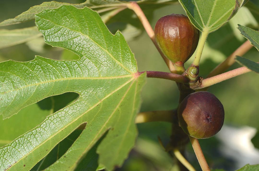 Black Mission fig
