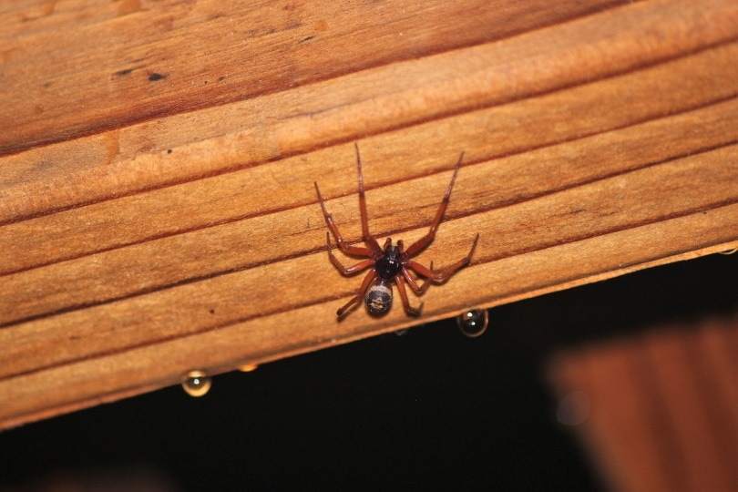 brown-widow-spider_jamesodouglas-Pixabay