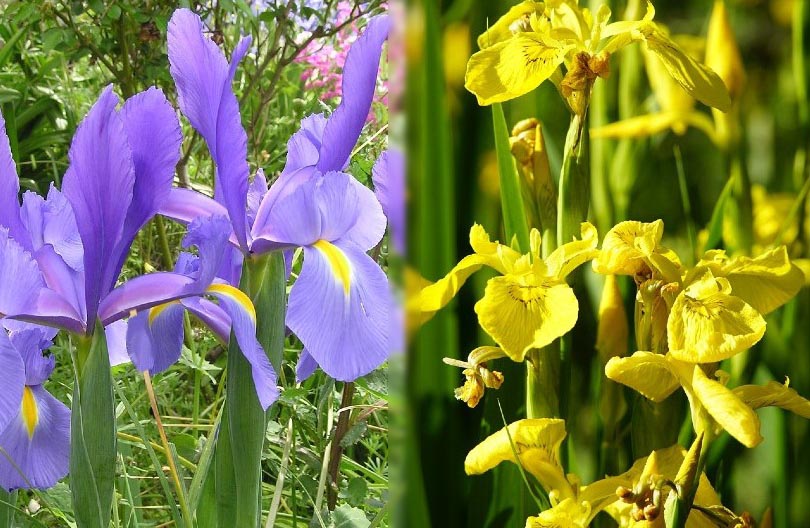 bulb and rhizome iris