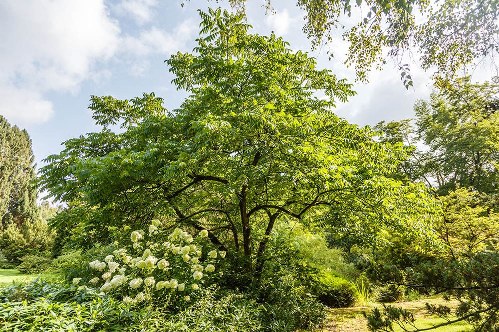 butternut walnut tree